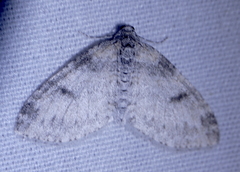 Lobophora