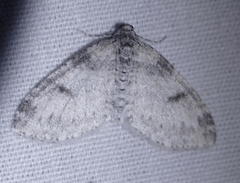Lobophora