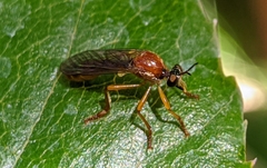 Dioctria rufa