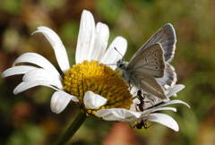 Aricia nicias