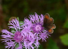 Erebia euryale