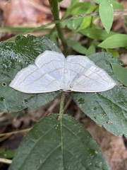 Scopula ordinata
