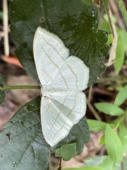 Scopula ordinata