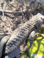 Sceloporus clarkii