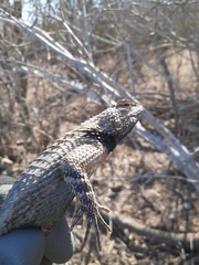 Sceloporus clarkii