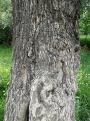 Pyrus communis caucasica