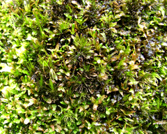 Campylopus bartramiaceus