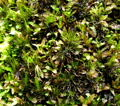 Campylopus bartramiaceus