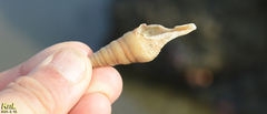 Unedogemmula deshayesii