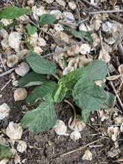 Amaranthus retroflexus