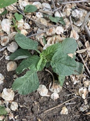 Amaranthus retroflexus