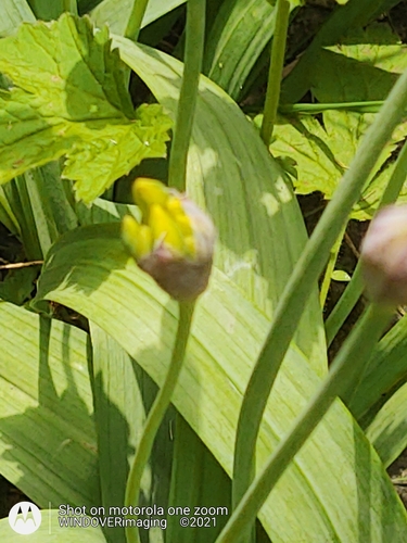 Allium moly