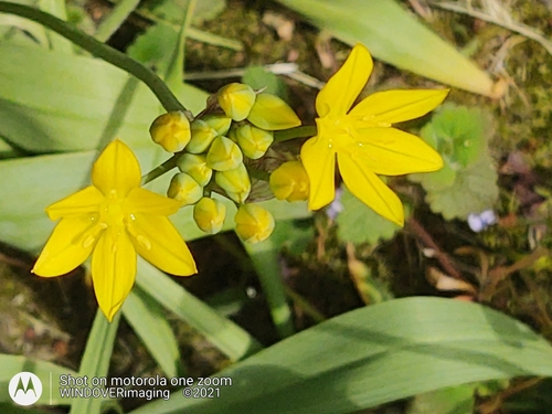 Allium moly