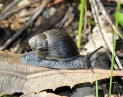 Bothriembryon kendricki