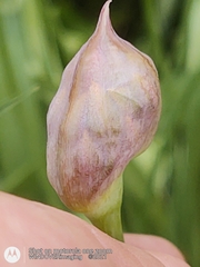 Allium moly