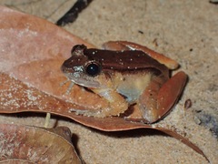 Limnonectes palavanensis