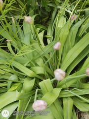 Allium moly