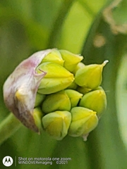 Allium moly