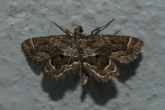 Cymoriza