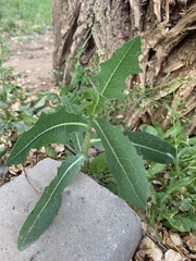 Lactuca serriola