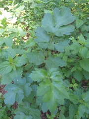 Heracleum sphondylium sibiricum