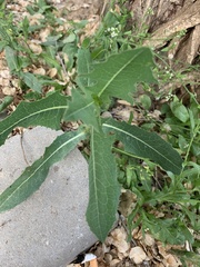 Lactuca serriola