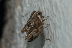 Cymoriza