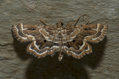Cymoriza