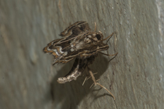 Cymoriza