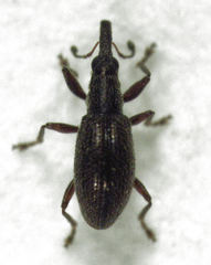 Neocyba metrosideros