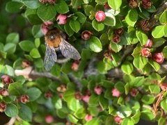 Bombus hypnorum