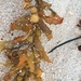 Sargassum sinclairii - Photo (c) William Terry Hunefeld, some rights reserved (CC BY), uploaded by William Terry Hunefeld
