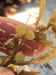 Sargassum natans