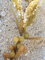 Sargassum natans