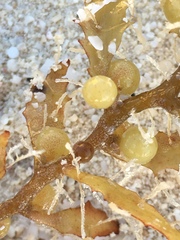 Sargassum natans