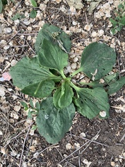 Plantago major