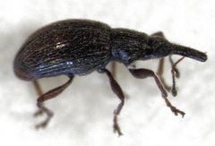 Neocyba metrosideros