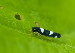 Microgoniella