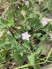Convolvulus arvensis