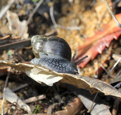 Bothriembryon kendricki