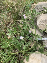 Convolvulus arvensis