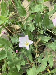 Convolvulus arvensis