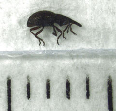 Neocyba metrosideros