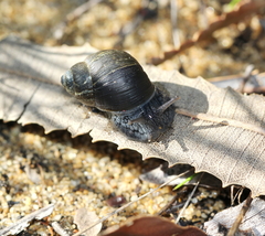 Bothriembryon kendricki