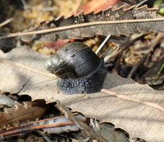 Bothriembryon kendricki