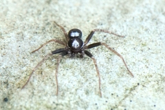 Pulchellodromus bistigma
