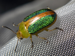 Calomela parilis
