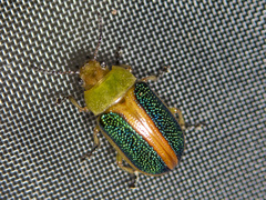 Calomela parilis