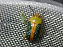 Calomela parilis