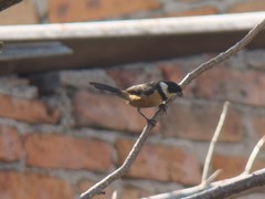 Sporophila torqueola
